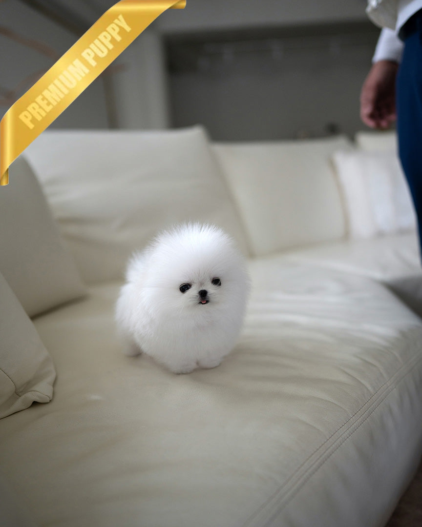 MOCHI - FEMALE (PURCHASED by TELISHA)