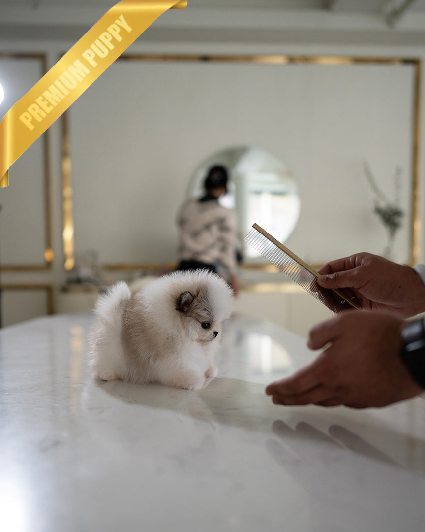 KYLE - MALE (PURCHASED by ASHCON)