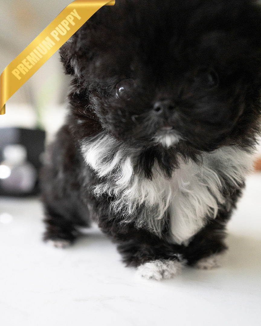 PEBBLES  - FEMALE - ROLLY TEACUP PUPPIES