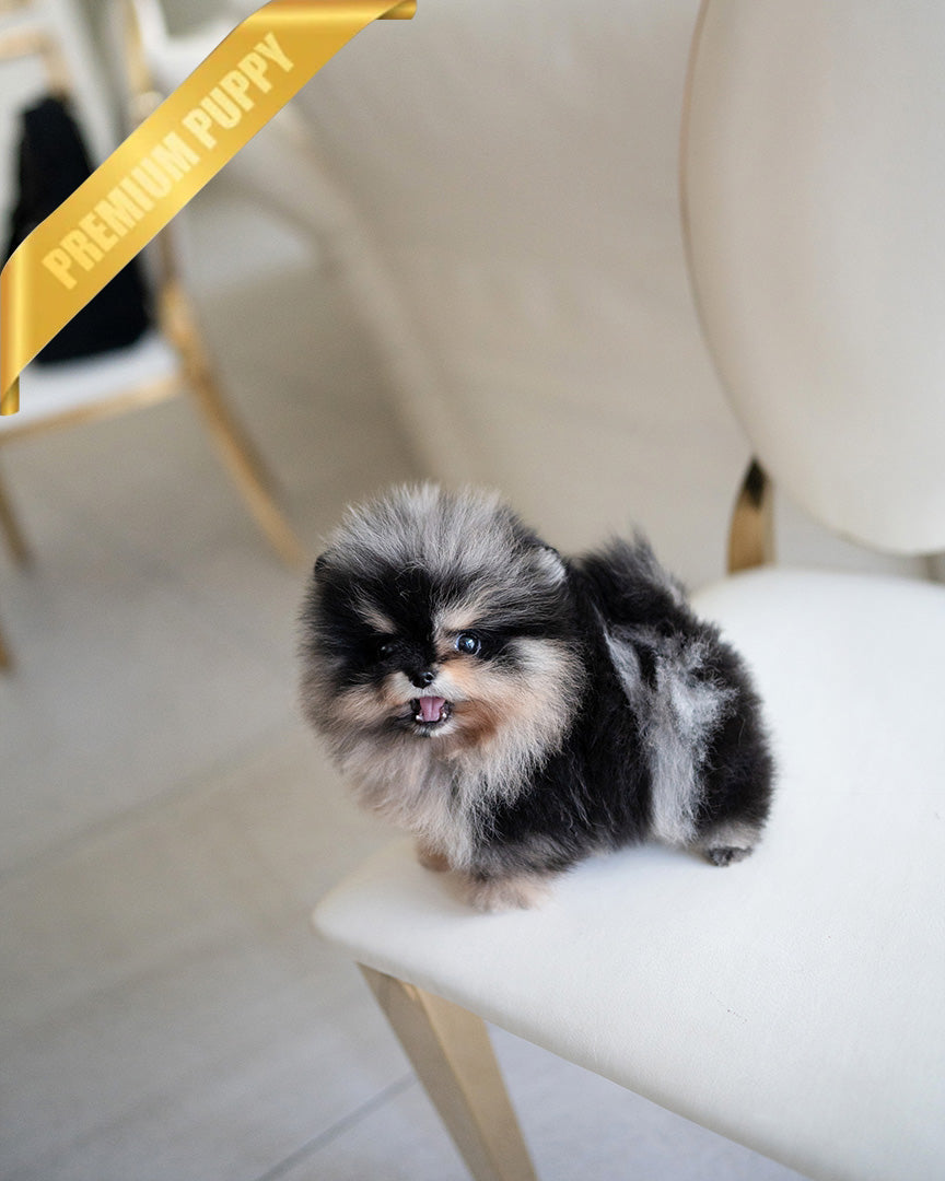 THEO - MALE (RESERVED by MARIANO) - ROLLY TEACUP PUPPIES - TEACUP PUPPY FOR SALE