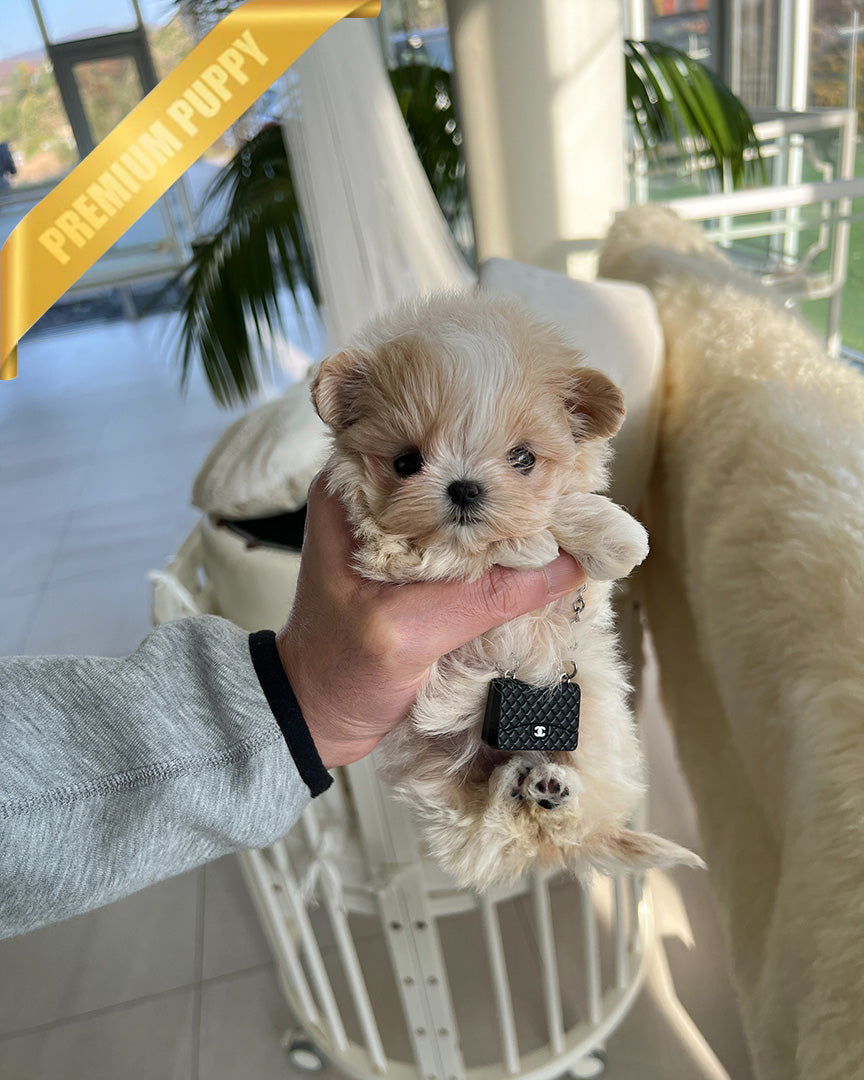 LULU - FEMALE - ROLLY TEACUP PUPPIES - TEACUP PUPPY FOR SALE