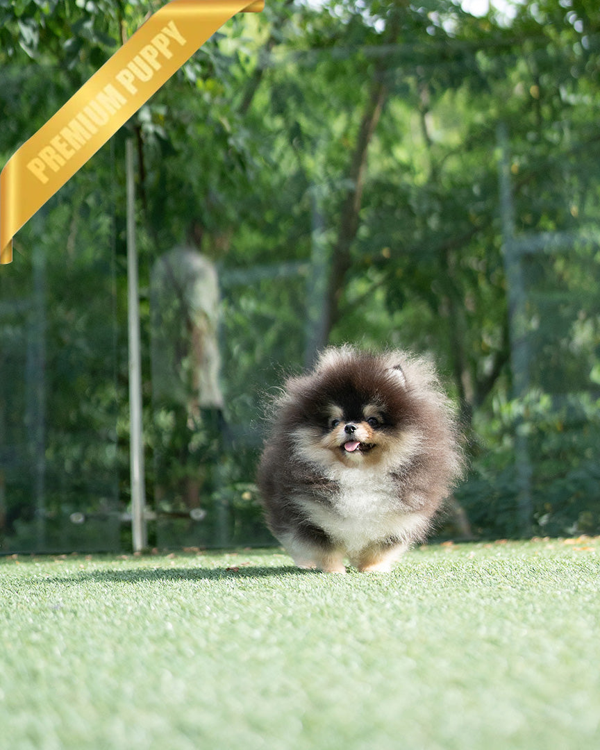 ONYX - MALE - ROLLY TEACUP PUPPIES - TEACUP PUPPY FOR SALE