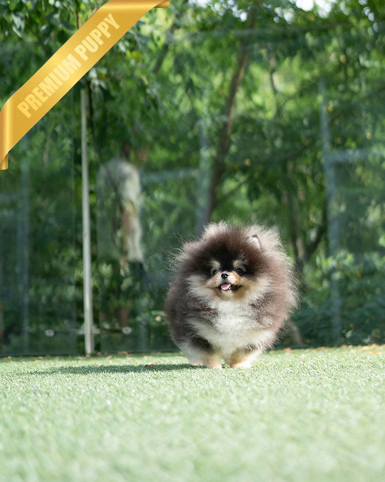 ONYX - MALE - ROLLY TEACUP PUPPIES - TEACUP PUPPY FOR SALE