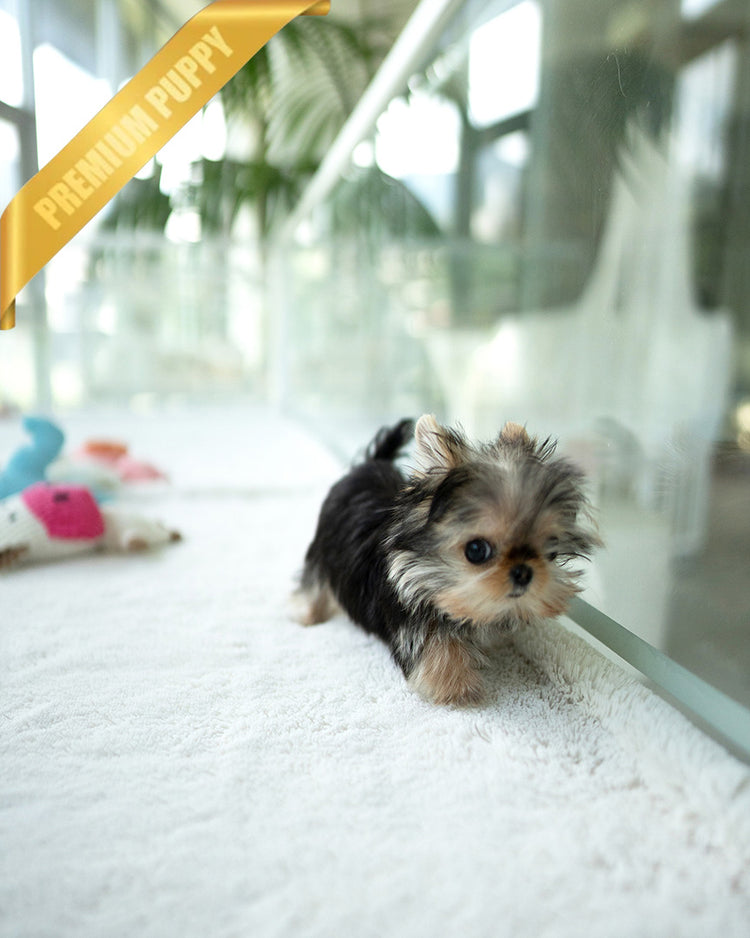 GRACE - FEMALE - ROLLY TEACUP PUPPIES - TEACUP PUPPY FOR SALE