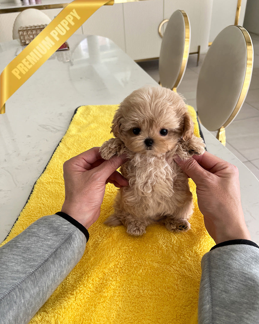 AUSTIN - MALE (PURCHASED by BLANCA)