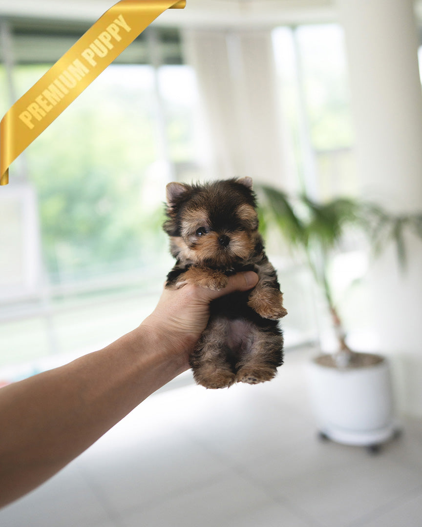 TOTO - MALE (PURCHASED by MONIKA)