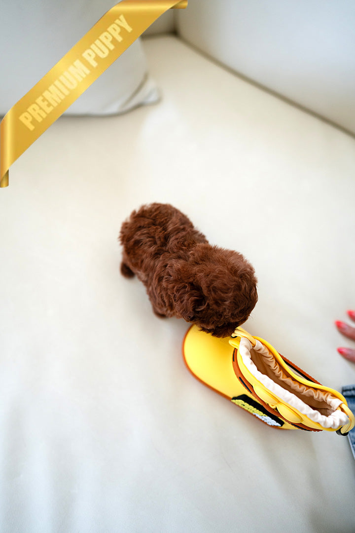 JENNIE - FEMALE (PURCHASED by MARIE) - ROLLY TEACUP PUPPIES - TEACUP PUPPY FOR SALE