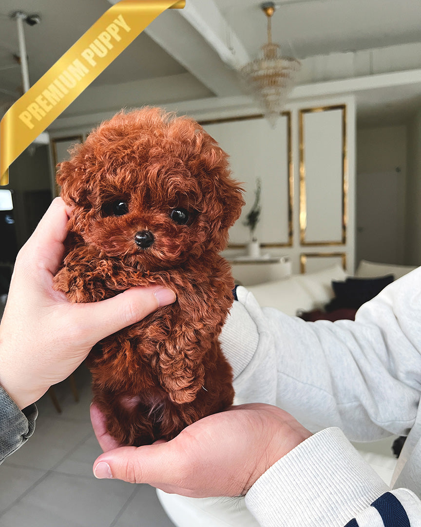 BERRY - FEMALE (RESERVED by LISA)