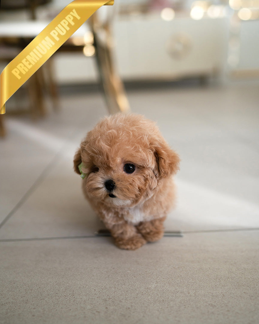 JESSIE - FEMALE (RESERVED by JORDAN)