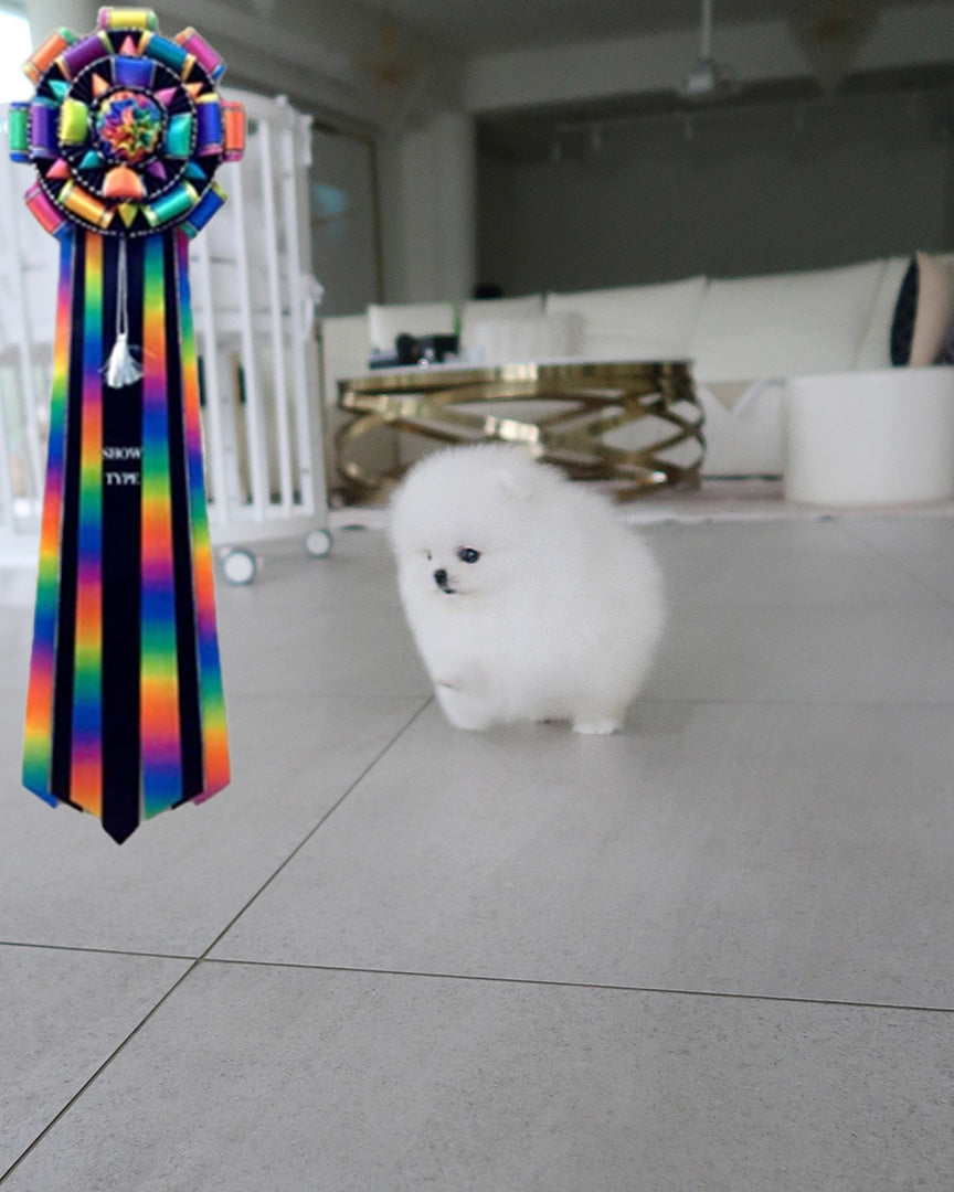 SNOW BALL - FEMALE (RESERVED by JIAYING) - ROLLYPUPS OFFICIAL