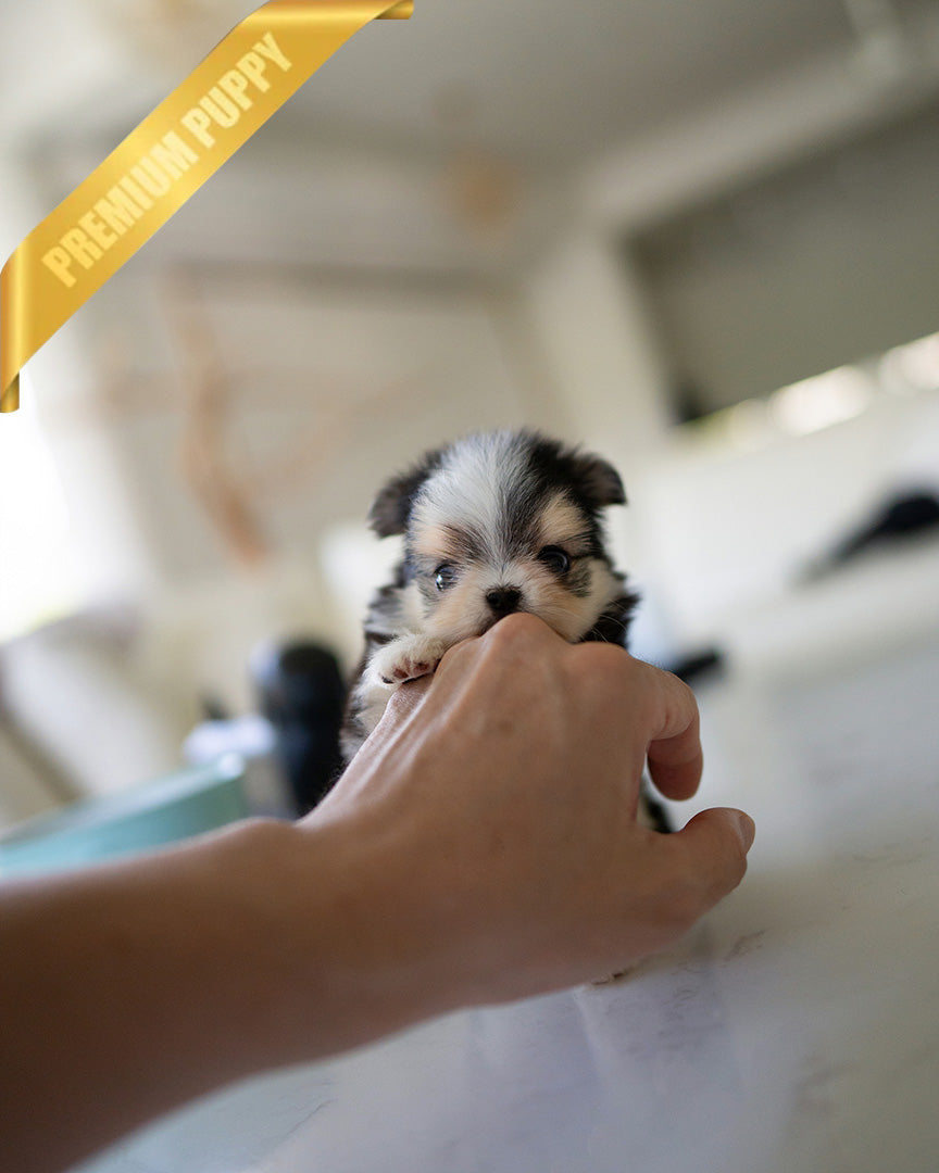PICO - MALE - ROLLY TEACUP PUPPIES - TEACUP PUPPY FOR SALE