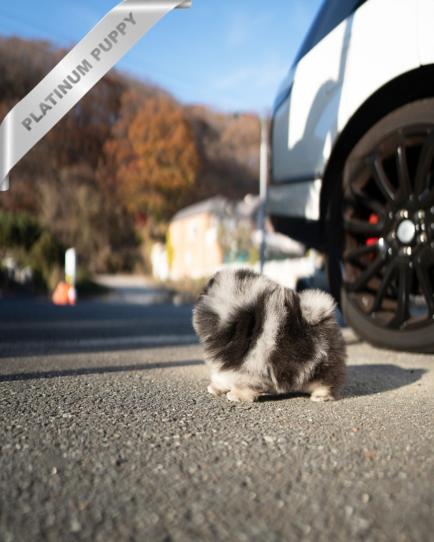 ASPEN - MALE (PURCHASED by NALAE)