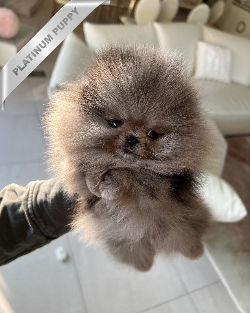 ARIA - FEMALE (RESERVED by ROLLY TH)