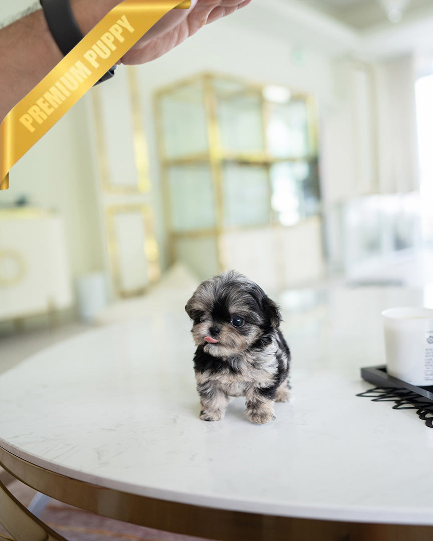 DIOR - FEMALE (PURCHASED by ANONYMOUS) - ROLLY TEACUP PUPPIES - TEACUP PUPPY FOR SALE