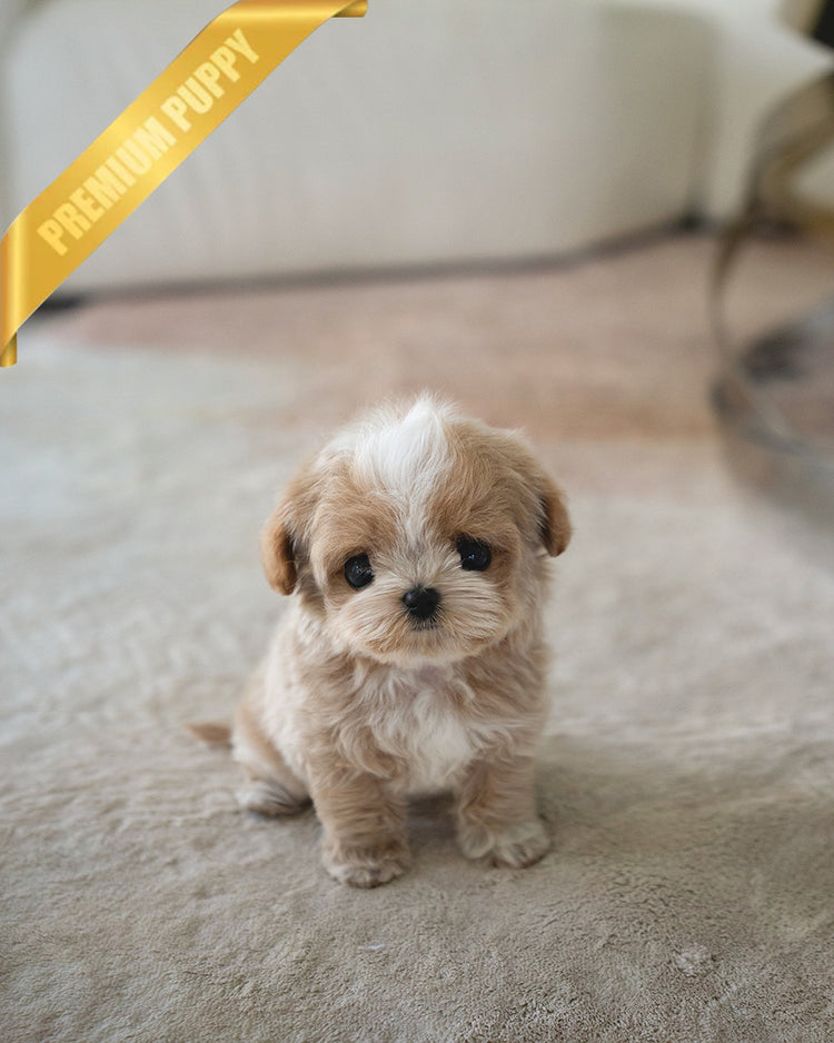 VIVI - FEMALE (PURCHASED by ELINA) - ROLLY TEACUP PUPPIES - TEACUP PUPPY FOR SALE