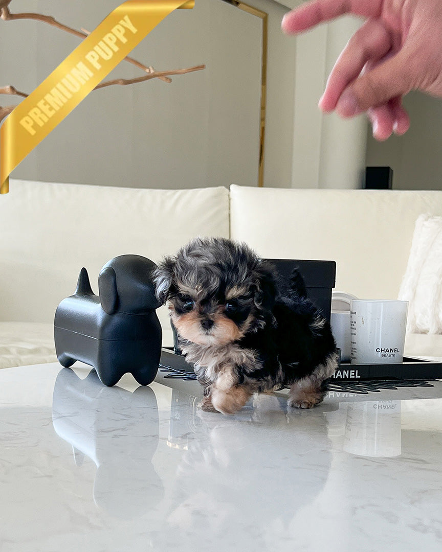 NOAH - MALE - ROLLY TEACUP PUPPIES - TEACUP PUPPY FOR SALE