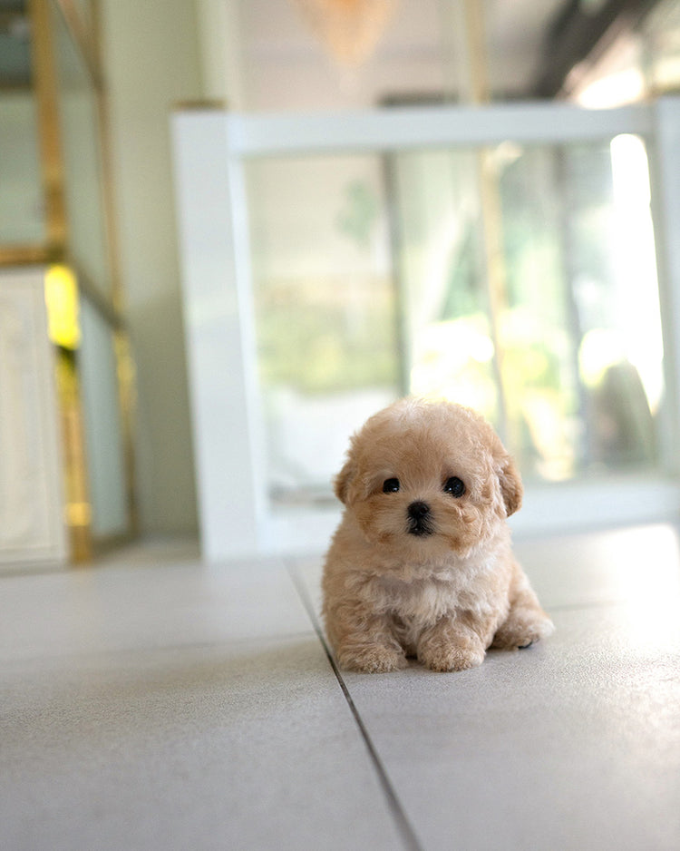 MOCHI - FEMALE (PURCHASED by JE) - ROLLY TEACUP PUPPIES - TEACUP PUPPY FOR SALE