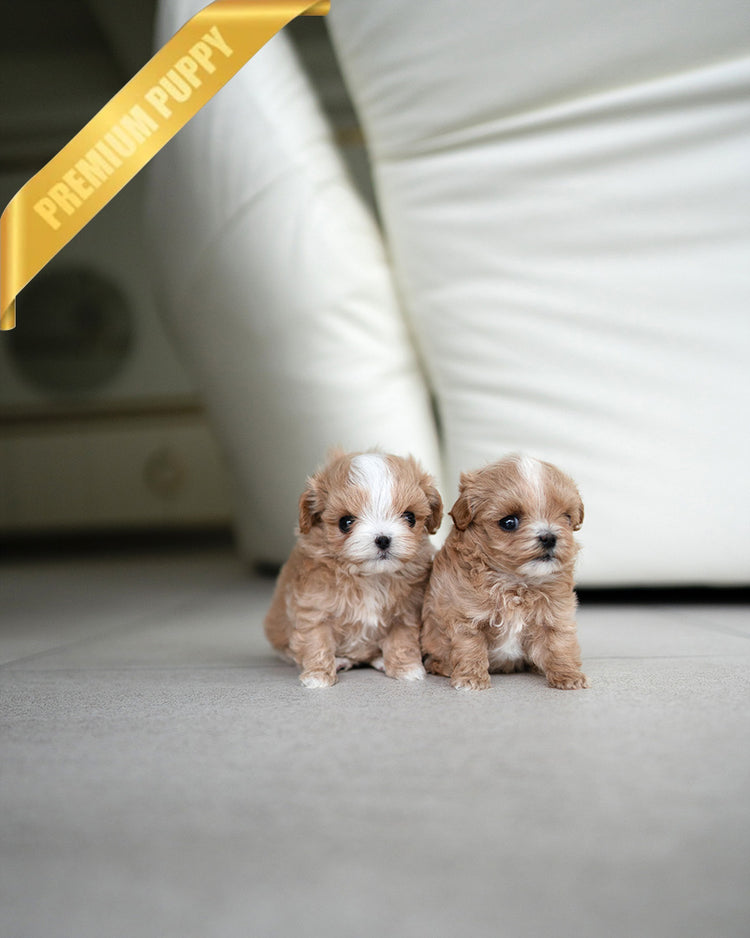 MALTIPOO JOSIE & CAMILLE - FEMALE