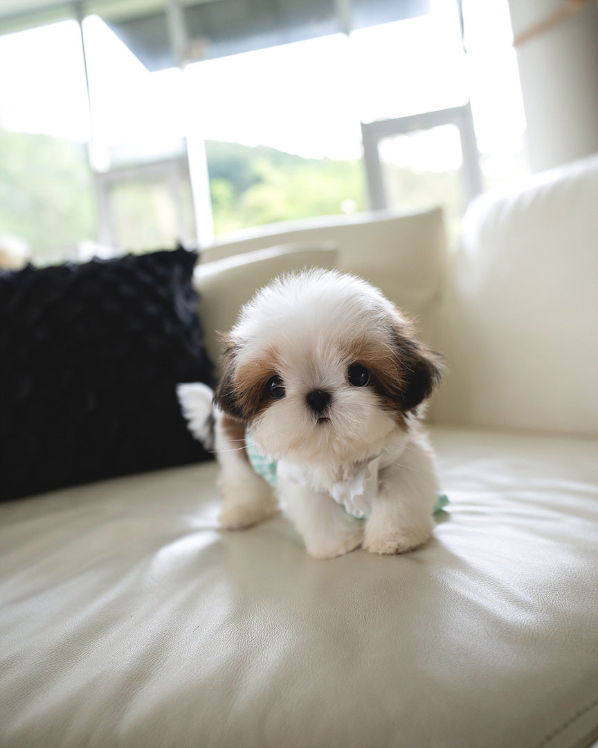 TOBY - MALE (PURCHASED by SWAN) - ROLLY TEACUP PUPPIES - TEACUP PUPPY FOR SALE