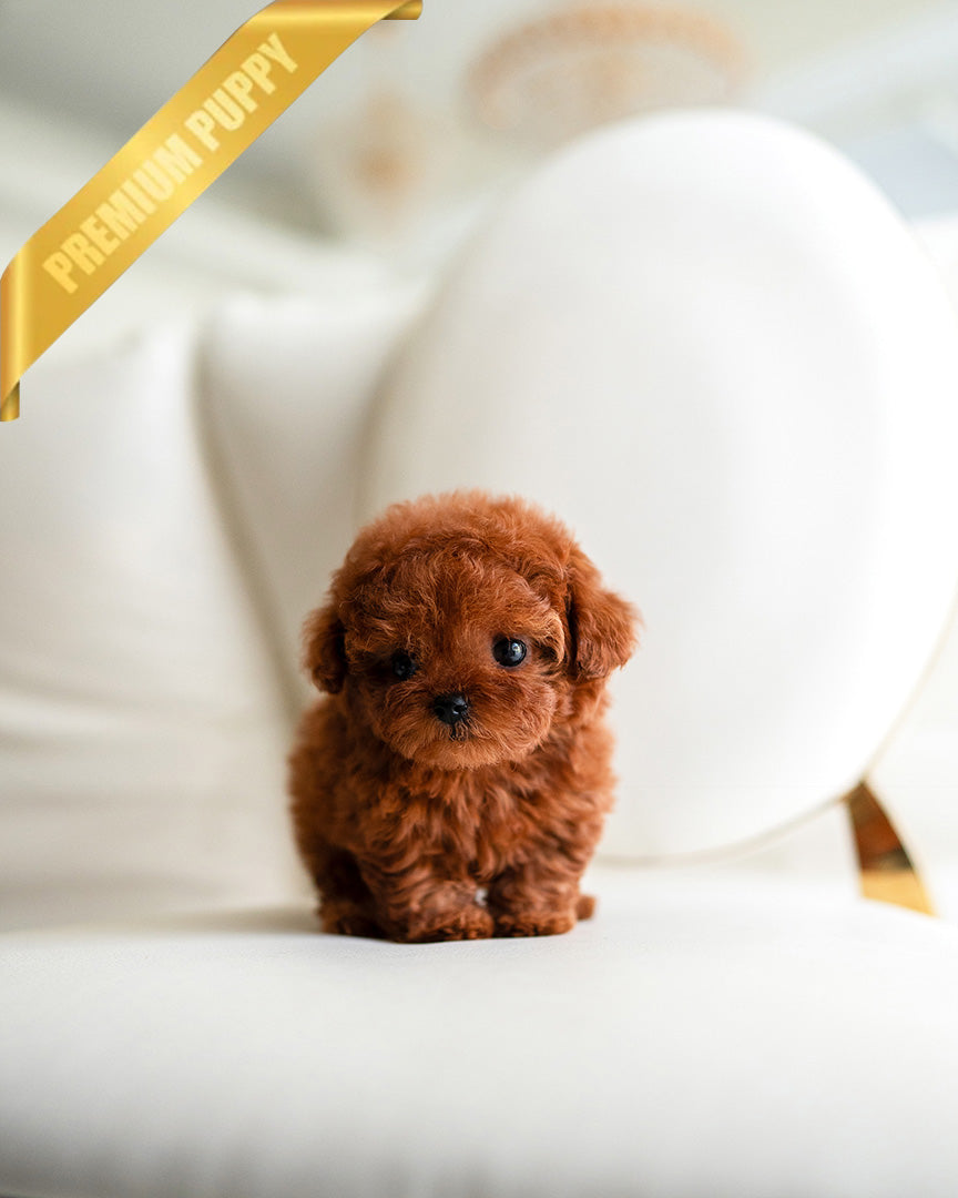 BERRY - FEMALE (PURCHASED by NAOR)