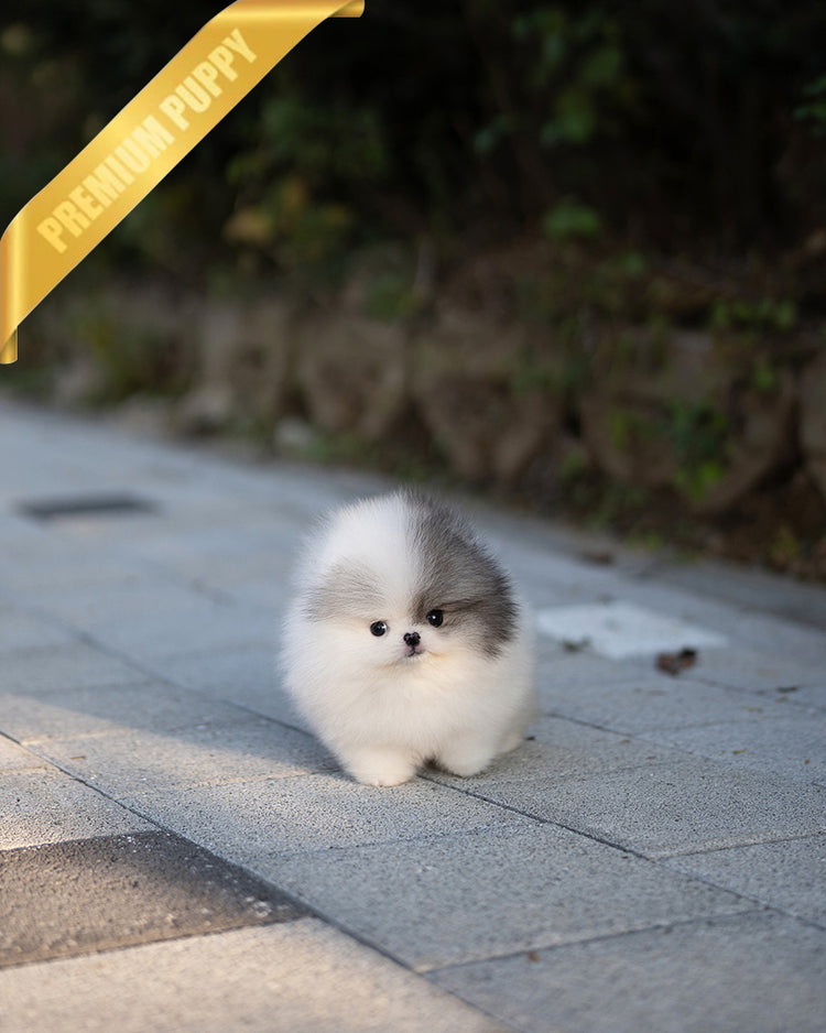 DIANA - FEMALE (PURCHASED by ROGER) - ROLLY TEACUP PUPPIES - TEACUP PUPPY FOR SALE