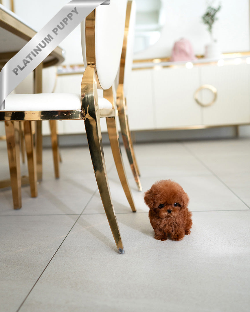 MELNA - FEMALE (RESERVED by LIAM)