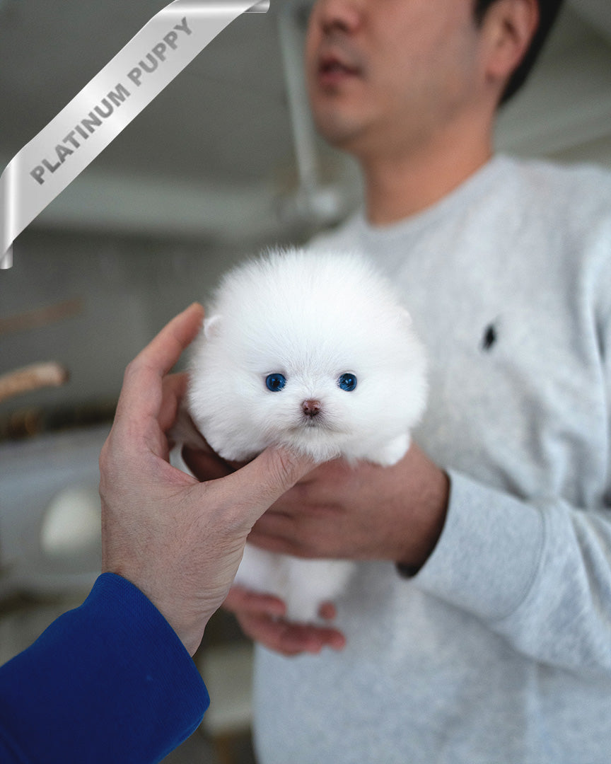 DIANA - FEMALE (PURCHASED by KHRYSTYNA)