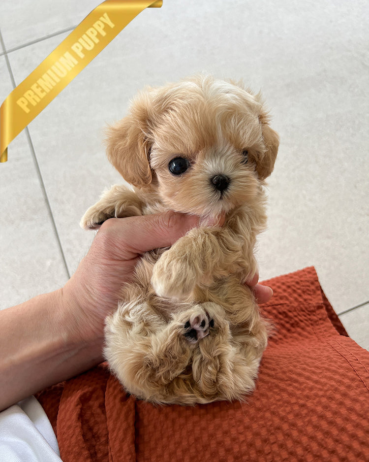 ESME - FEMALE (PURCHASED by ELSA) - ROLLY TEACUP PUPPIES - TEACUP PUPPY FOR SALE