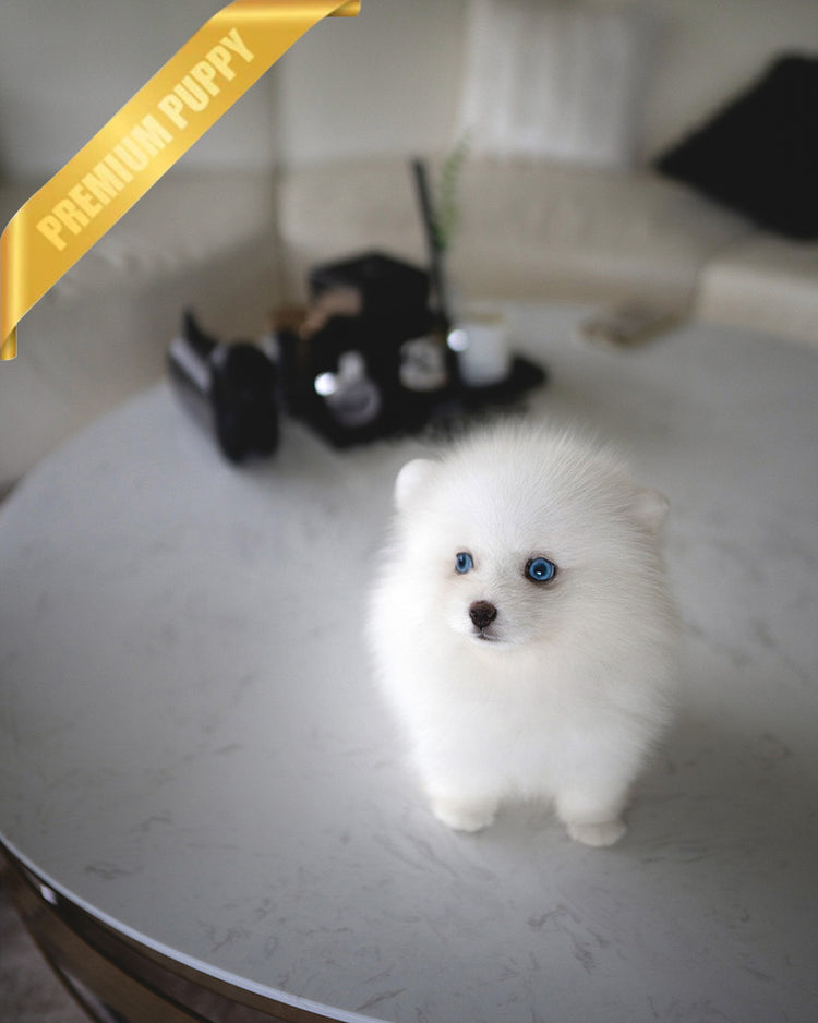 MARSHY - MALE - ROLLY TEACUP PUPPIES - TEACUP PUPPY FOR SALE