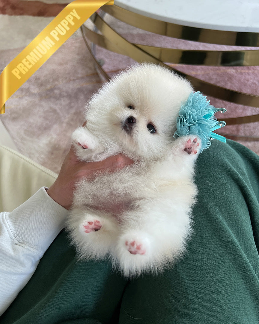 PUFFIN - FEMALE - ROLLY TEACUP PUPPIES - TEACUP PUPPY FOR SALE