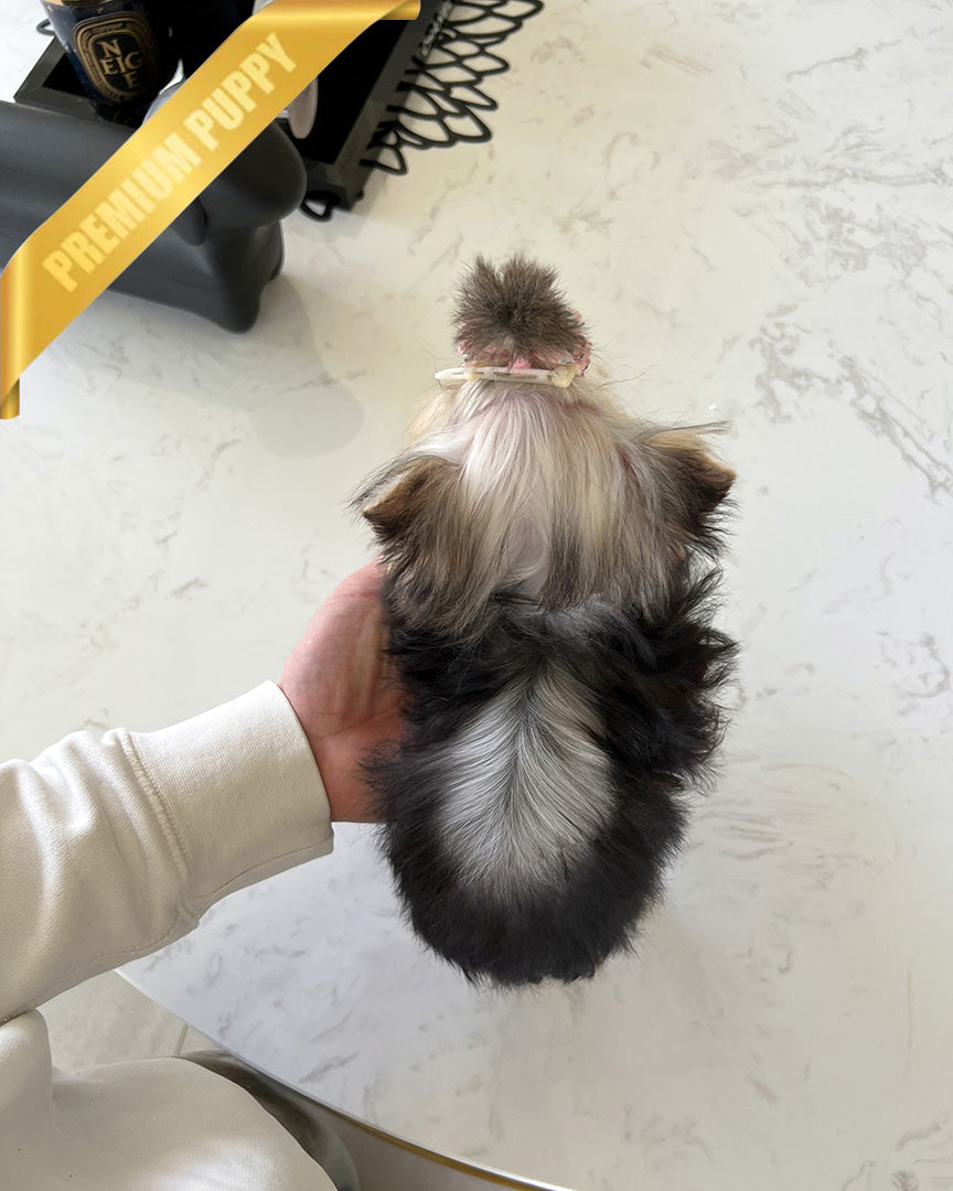 LILIANA - FEMALE (RESERVED by TOMMY) - ROLLY TEACUP PUPPIES - TEACUP PUPPY FOR SALE
