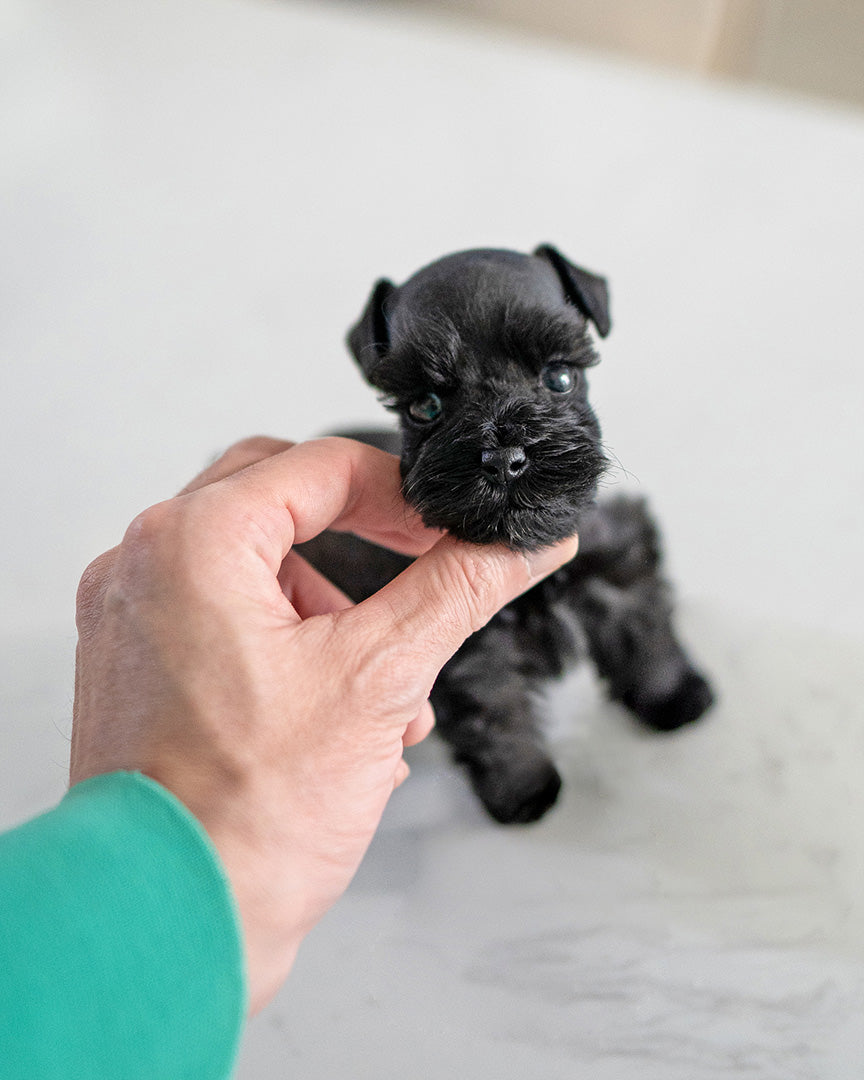 BAILEY - FEMALE - ROLLY TEACUP PUPPIES