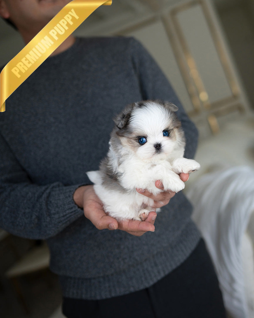 AARON - MALE (RESERVED by KIM)