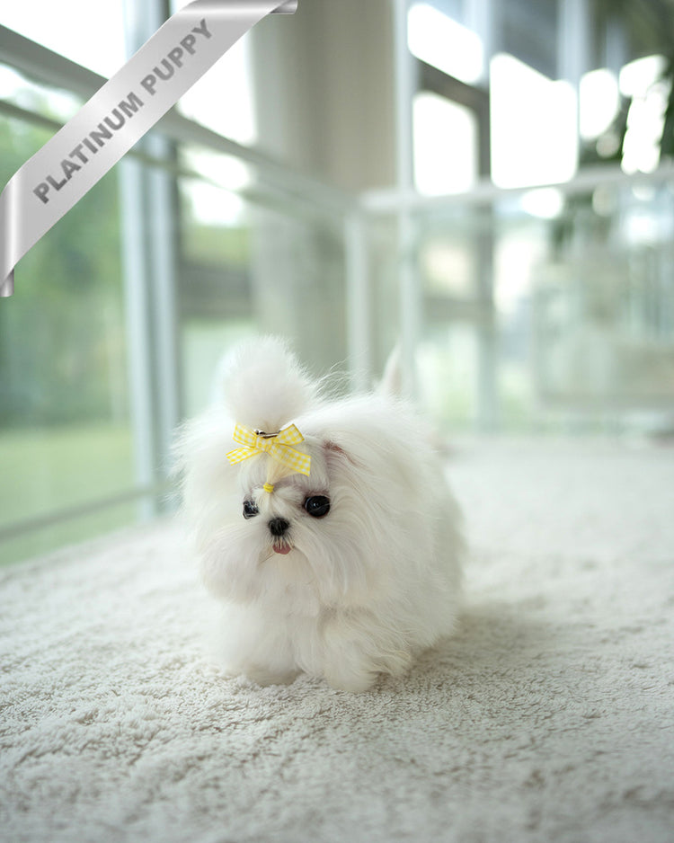 ISLA - FEMALE - ROLLY TEACUP PUPPIES - TEACUP PUPPY FOR SALE