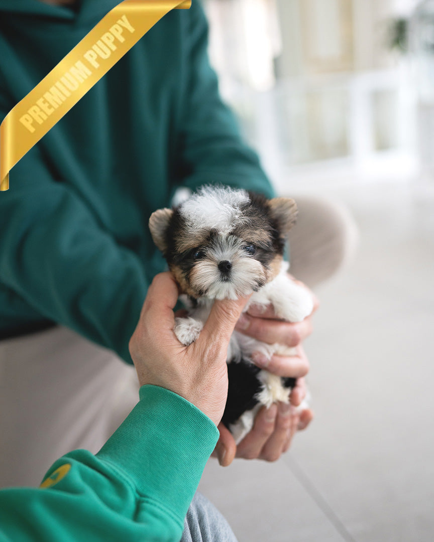 BRUNO - MALE - ROLLYPUPS OFFICIAL