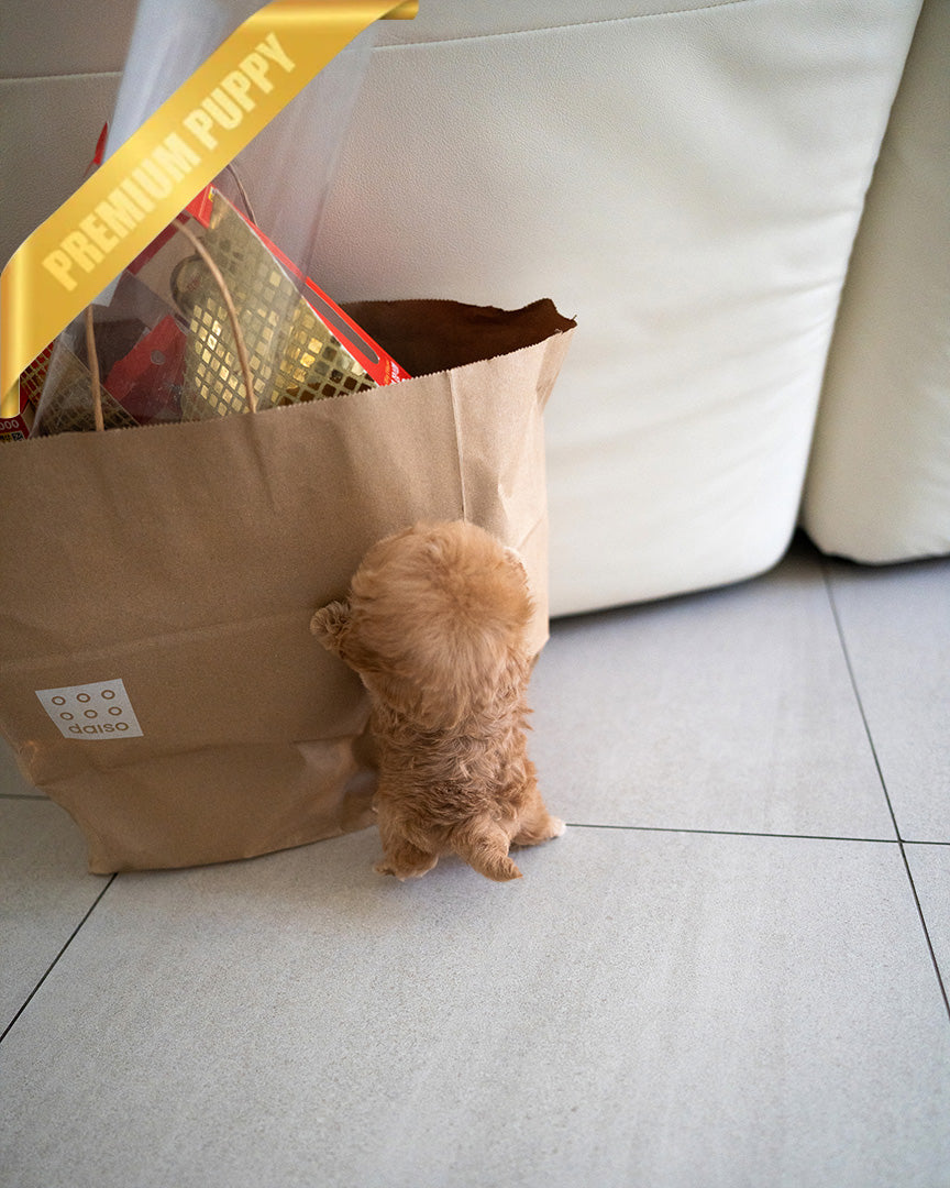 BAGEL - MALE (RESERVED by  CAMILO)