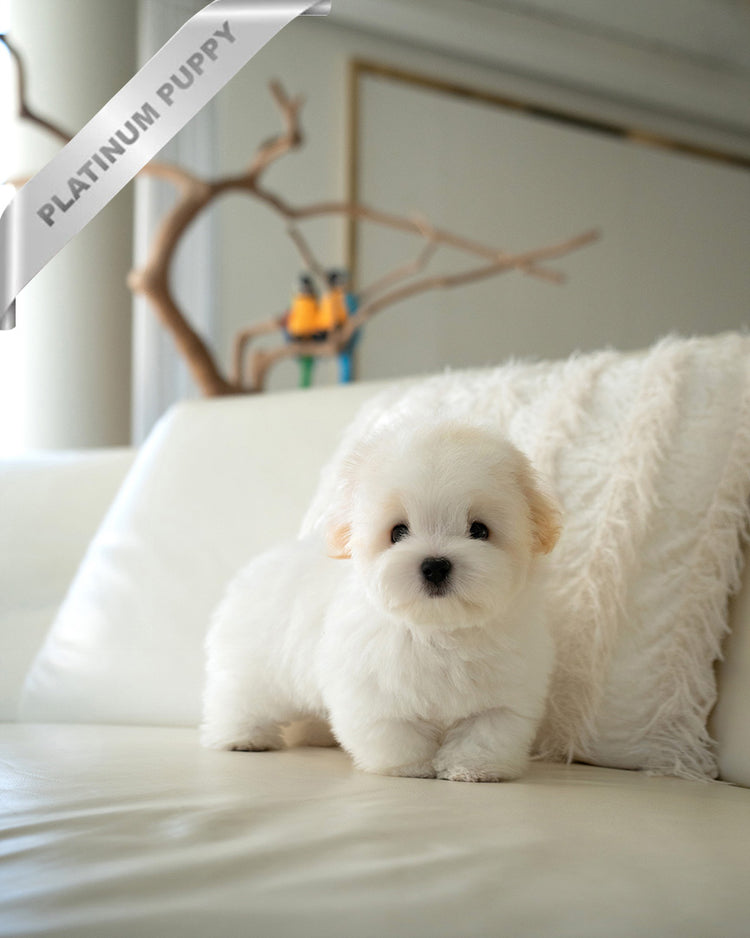 SNOWY - MALE - ROLLY TEACUP PUPPIES - TEACUP PUPPY FOR SALE