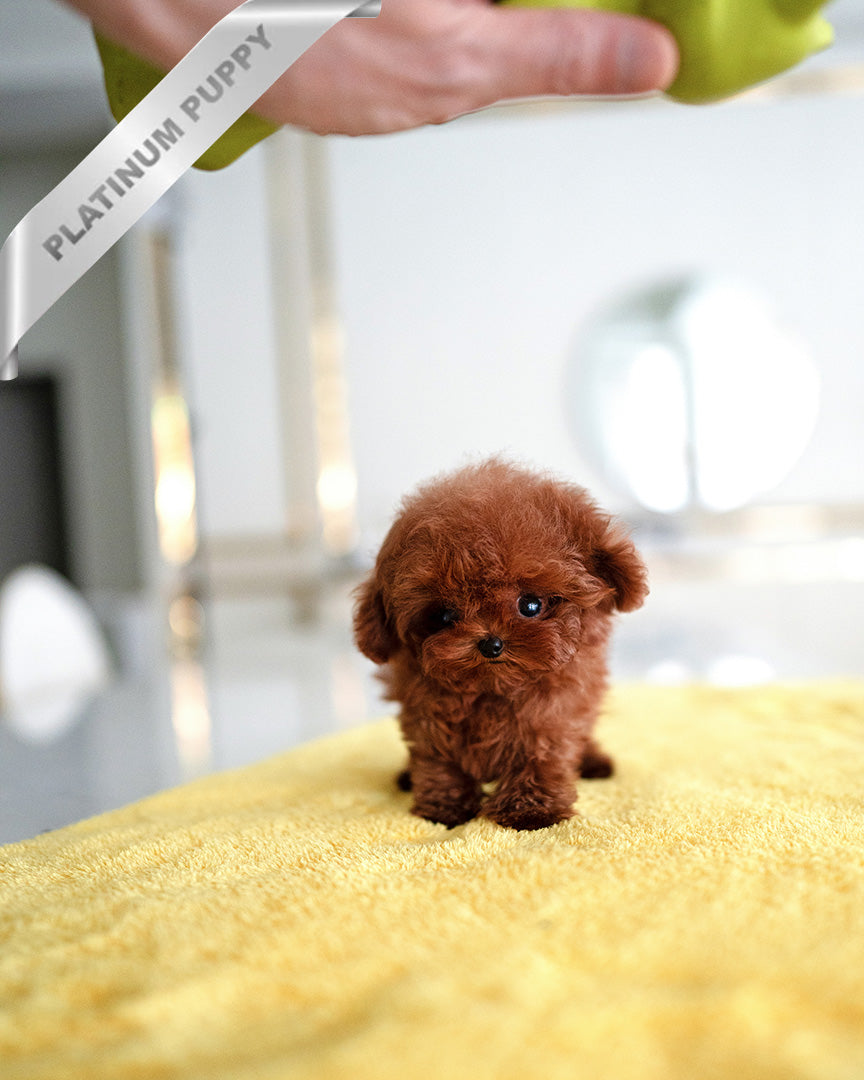 VELVET - FEMALE (RESERVED by CHLOE)