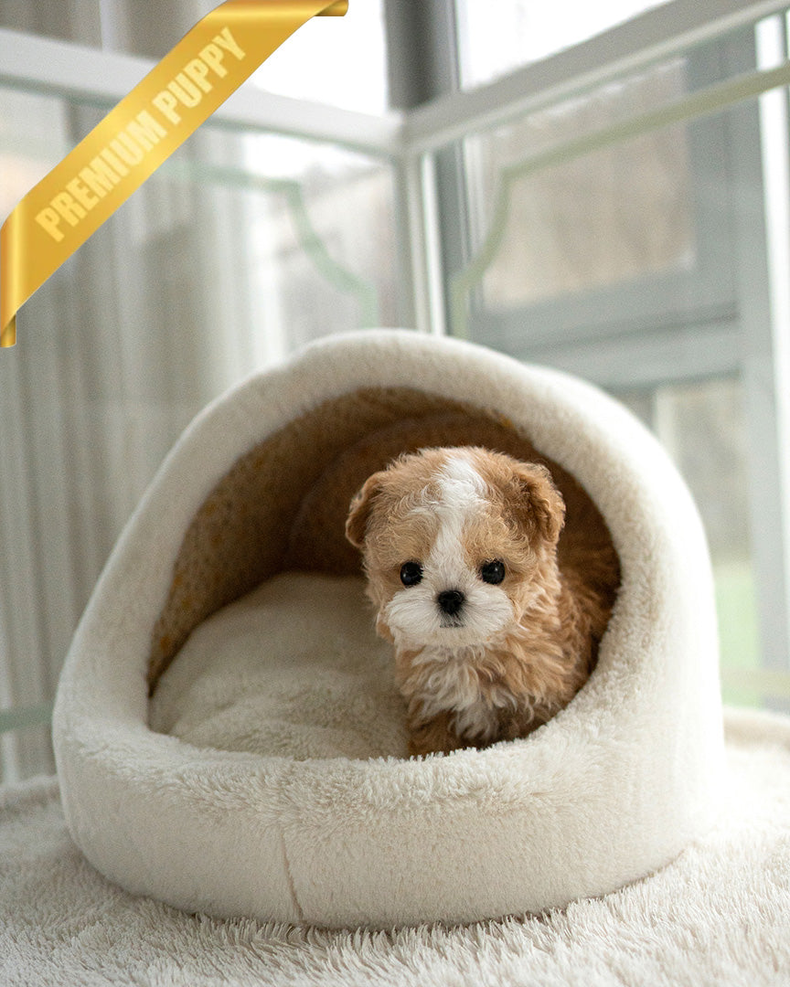 CHLOE - FEMALE (RESERVED by CHRISTINA)