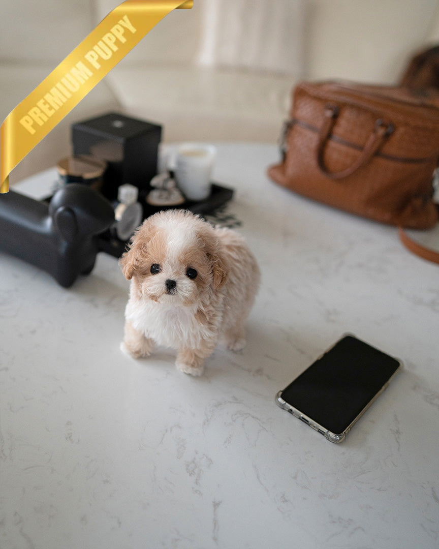 BISCUIT - MALE (PURCHASED by ALEXA)