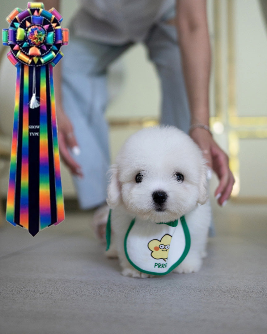 BLANCA - MALE (RESERVED by LISA) - ROLLYPUPS OFFICIAL