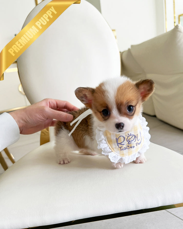 NALA  - FEMALE - ROLLY TEACUP PUPPIES - TEACUP PUPPY FOR SALE