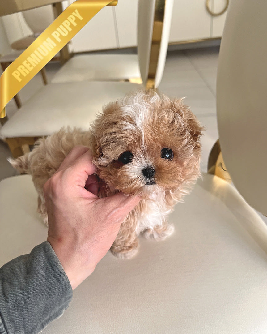 MARCO - MALE (RESERVED by LEE)