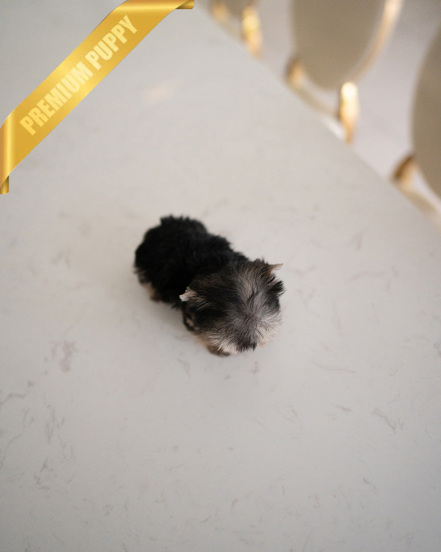 LUNA - FEMALE (PURCHASED by ESTHER)