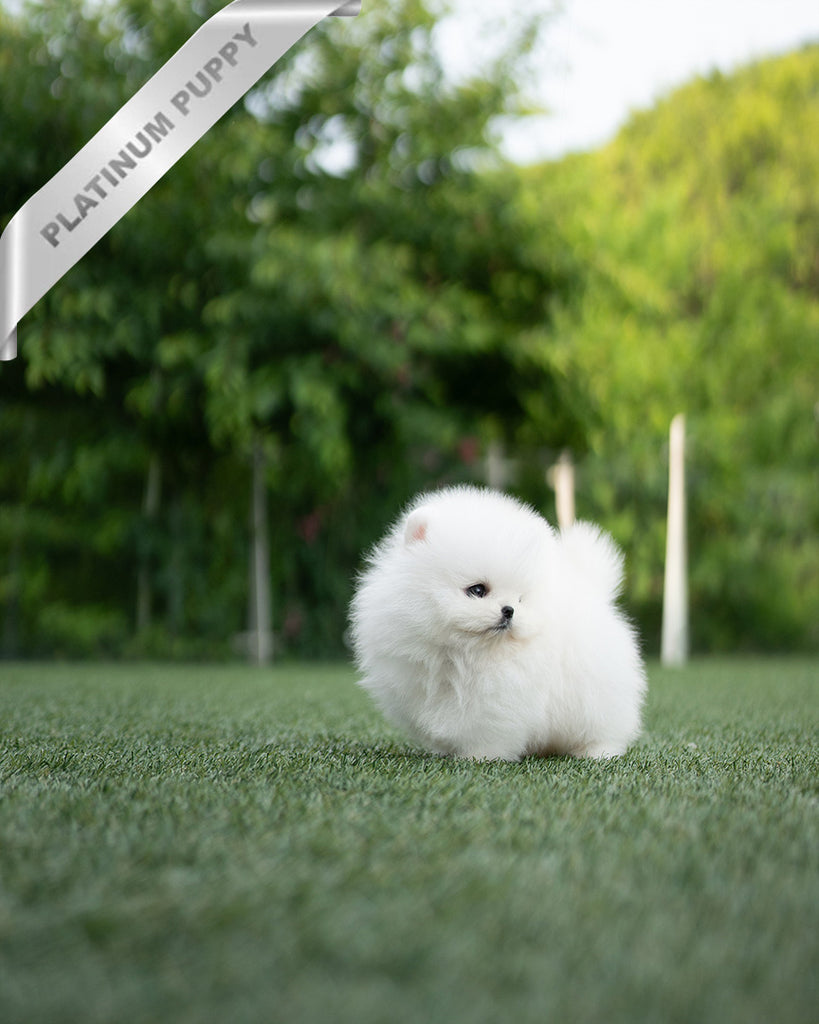 廃盤　希少　新品　 Puffles Puppy Medium 1_fa9e0d2d-08c4-4100-9c6f-