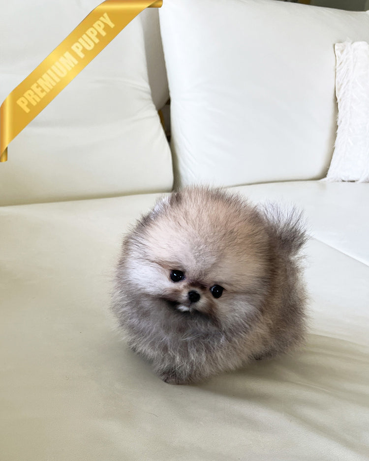 SANDY - MALE - ROLLY TEACUP PUPPIES - TEACUP PUPPY FOR SALE