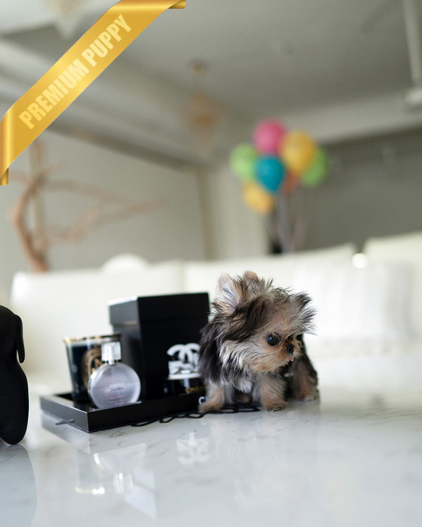 GRACE - FEMALE - ROLLY TEACUP PUPPIES - TEACUP PUPPY FOR SALE