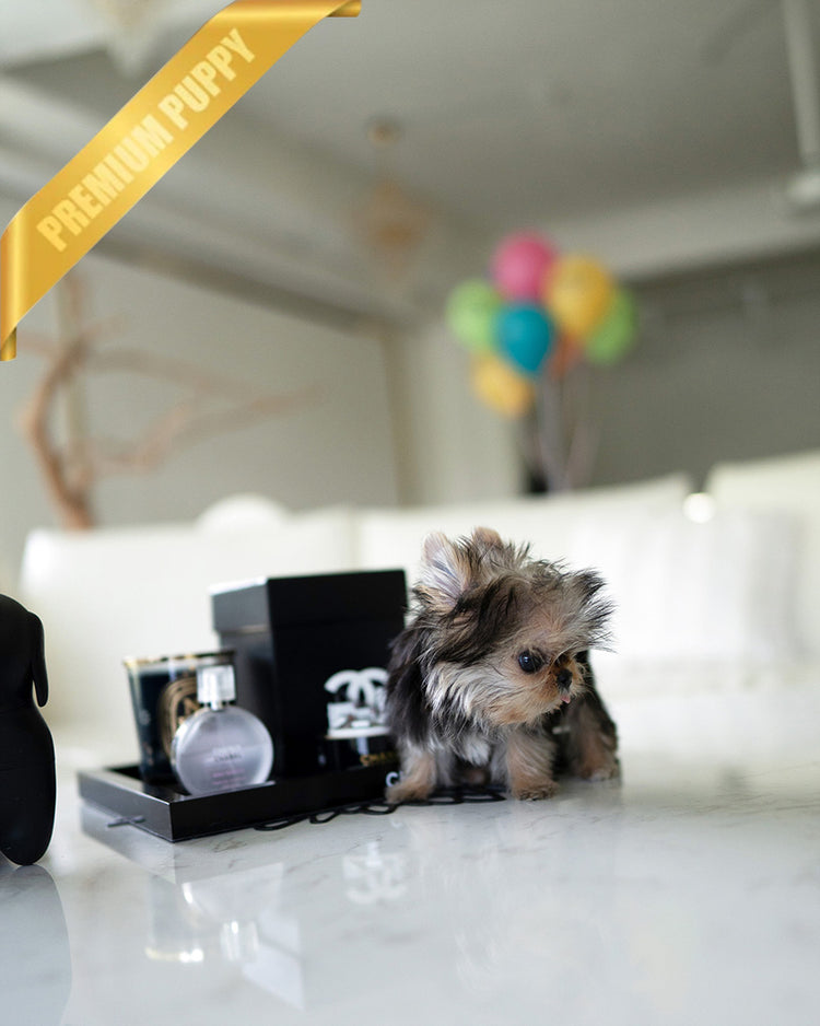 GRACE - FEMALE - ROLLY TEACUP PUPPIES - TEACUP PUPPY FOR SALE