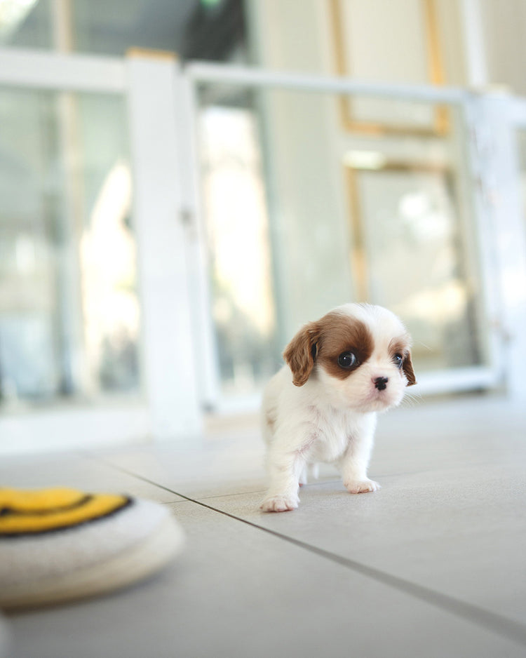 ALFIE - MALE (RESERVED by JAMEEL) - ROLLY TEACUP PUPPIES - TEACUP PUPPY FOR SALE