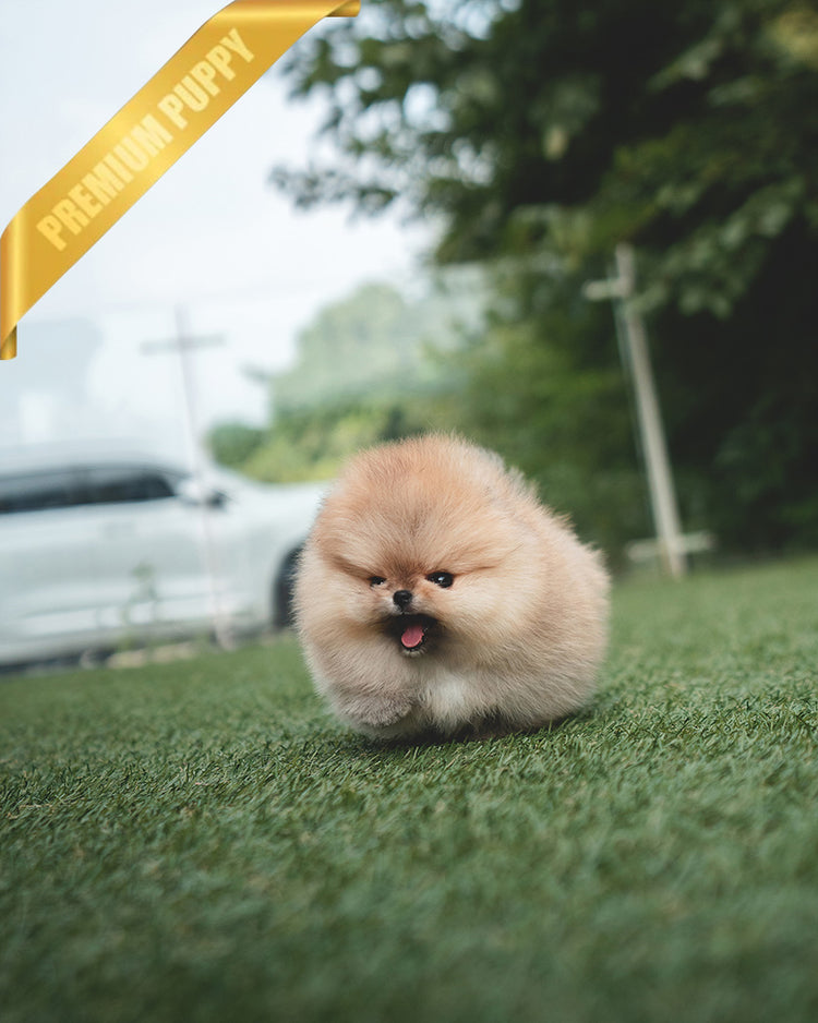 BUTTERS - FEMALE (PURCHASED by PETRINA) - ROLLY TEACUP PUPPIES - TEACUP PUPPY FOR SALE